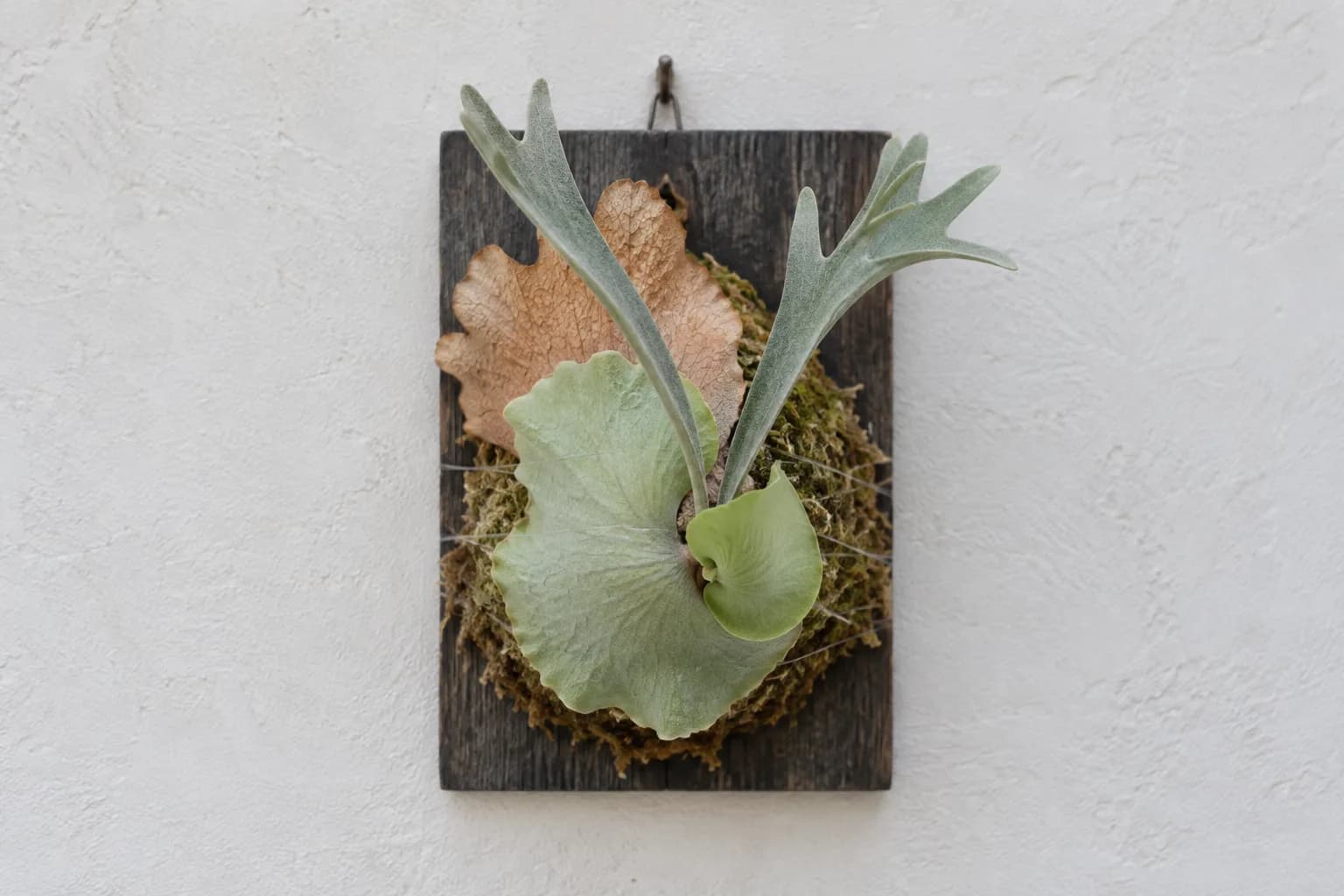 A young staghorn fern about two weeks after mounting, on a small dark board on a white wall: the oldest shield frond has dried to a papery tan while a fresh green one unfurls, the fishing line still visible.
