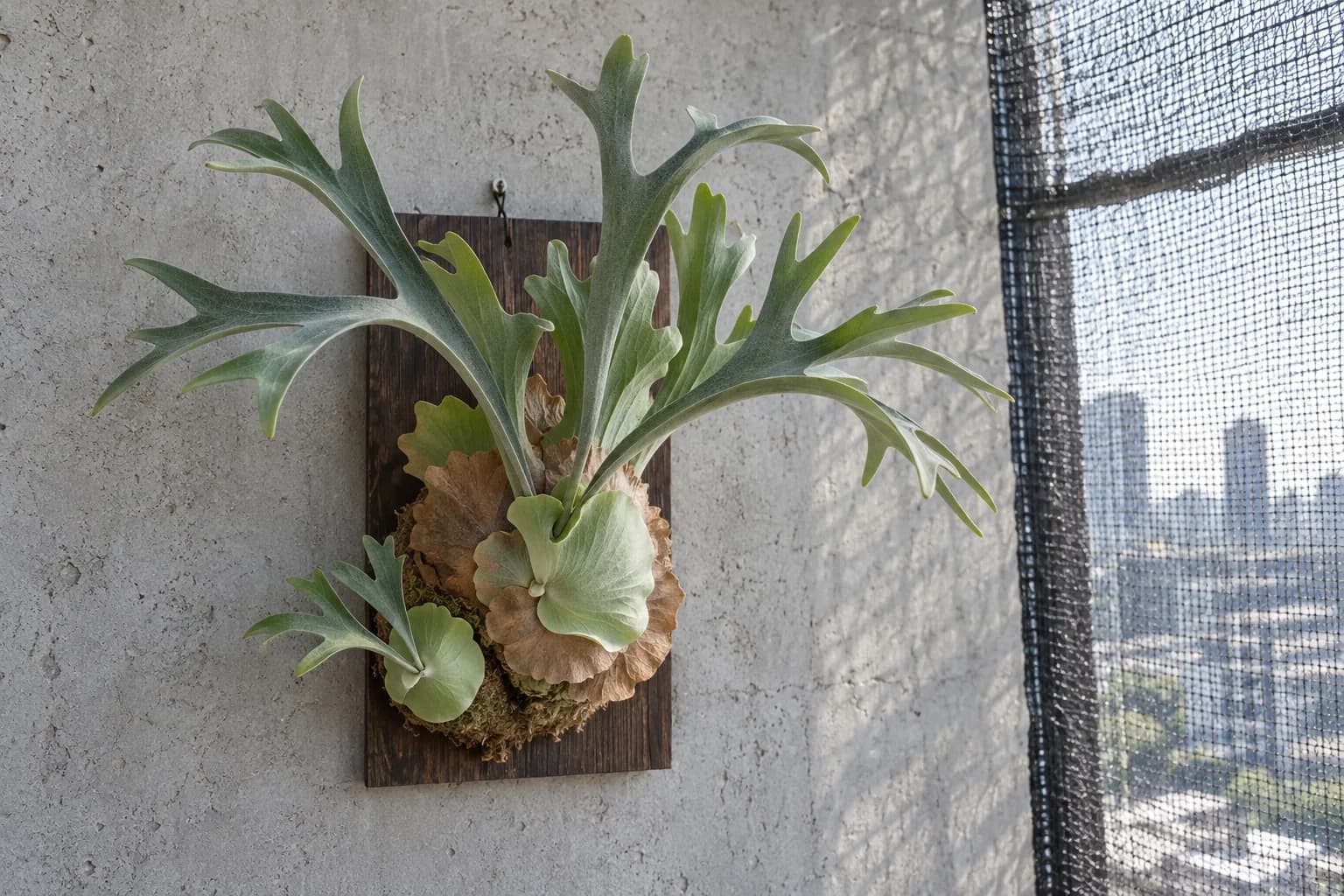 A balcony in the autumn heat: a mounted staghorn fern on a cement wall with a pup still attached at its base, a shade net hanging to the right and a sun-bleached sky beyond.