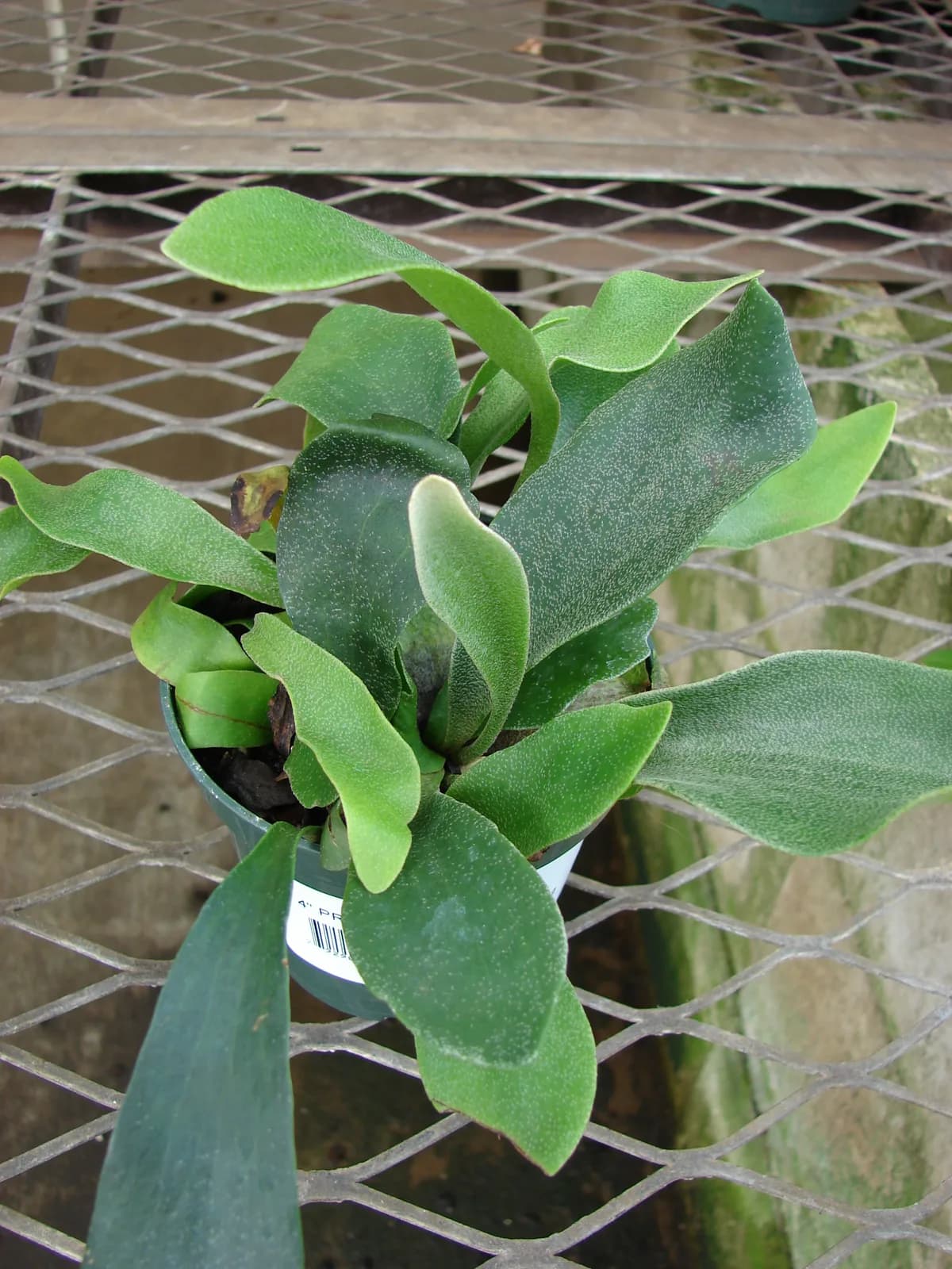 A small potted Platycerium bifurcatum on a garden-centre bench: green fertile fronds spreading outward, a young shield frond just beginning to clasp the pot rim, the plant most people start with