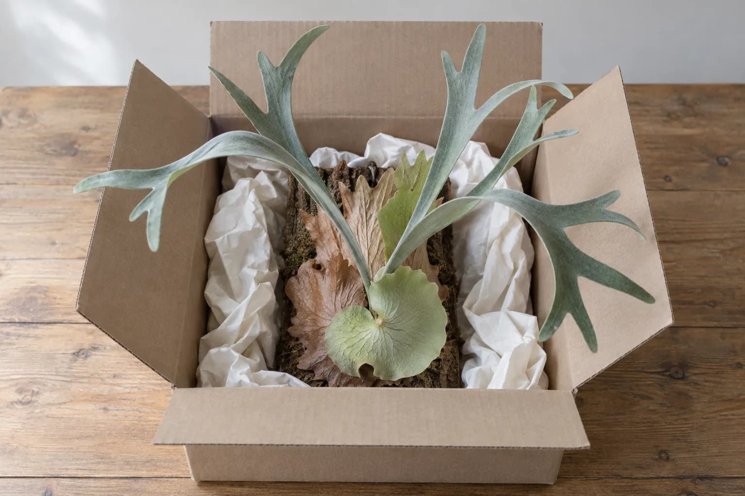 An opened cardboard box with a mounted staghorn fern standing upright in white packing paper, its fronds reaching out over the rim.