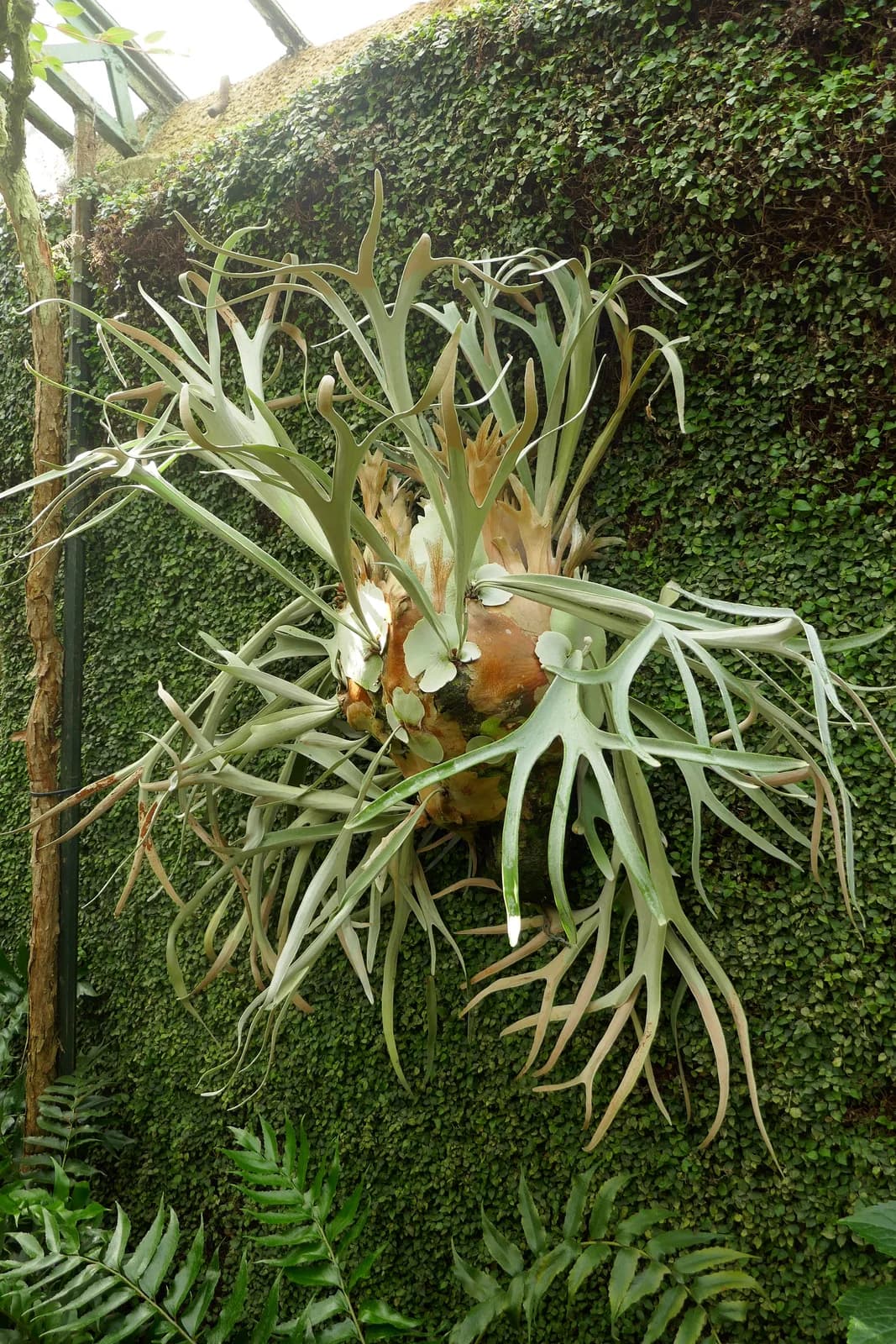 A mature staghorn fern on a greenhouse green wall: brown shield fronds have wrapped the support in layers, silver-green fertile fronds hang and spread widely, with other ferns below.