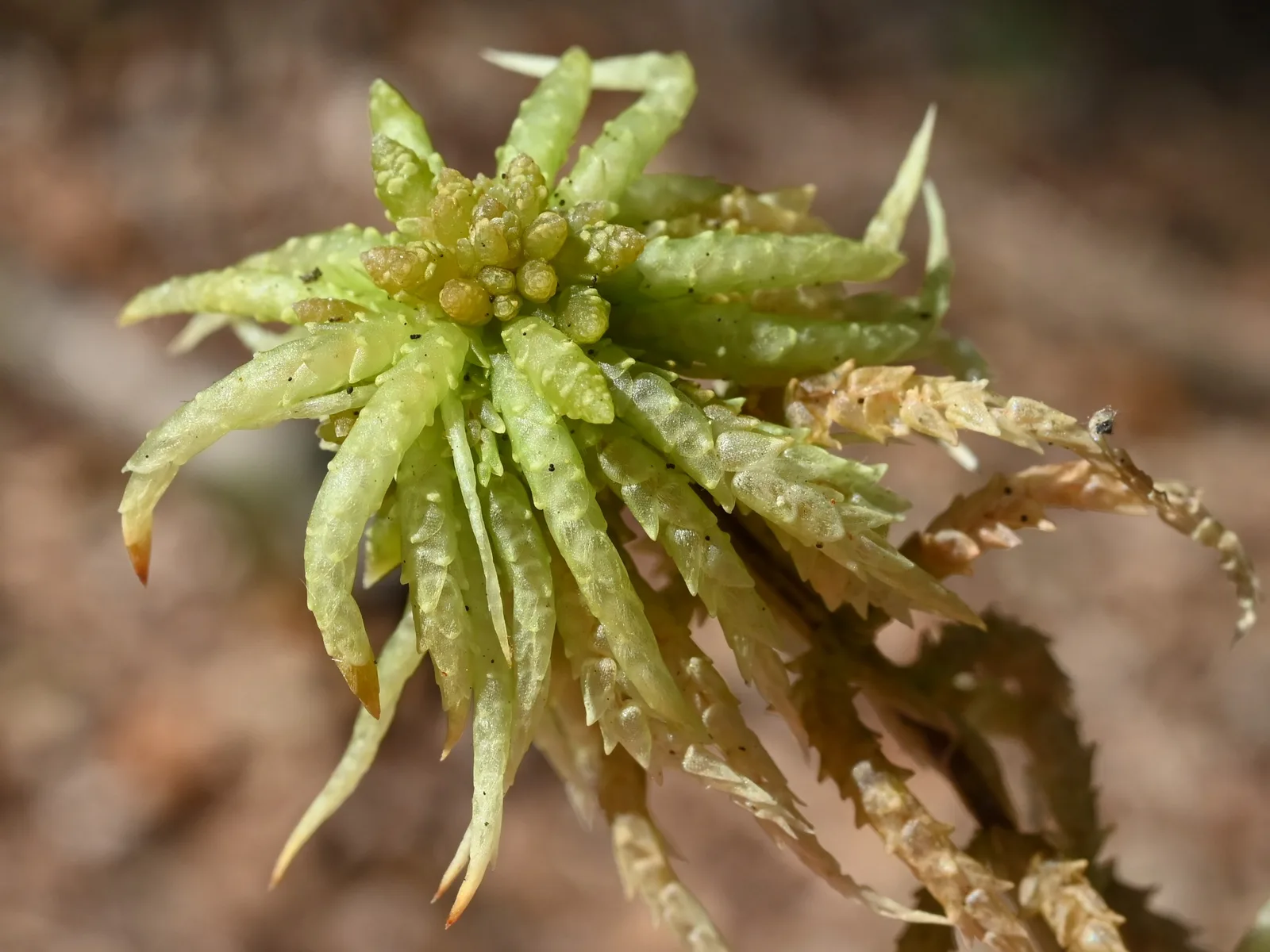 Close-up of a living sphagnum shoot: pale green, narrow leaves spread in a star from the tip, showing the length of individual fibres and how loosely they sit, with older browned growth beside it.