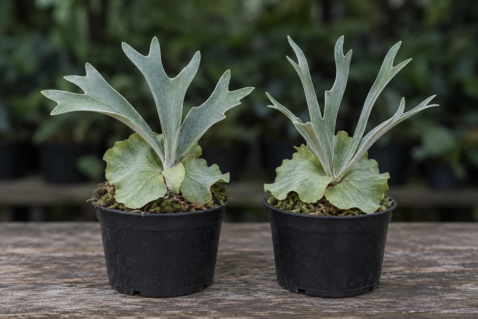 Two young silvery staghorn ferns in identical black pots: alike at a glance, but the left has broader, flatter fronds and the right narrower, more upright ones.