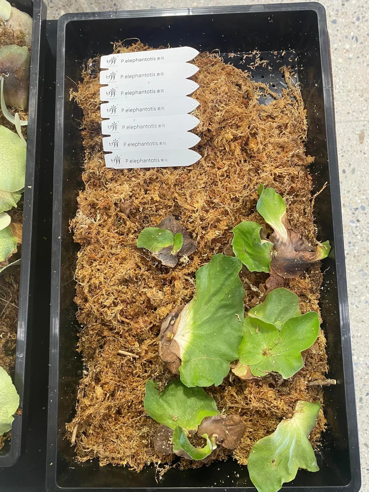 台北植物展上的象耳鹿角蕨分株盤:拆下的側芽排在水苔上,每株都掛著標籤