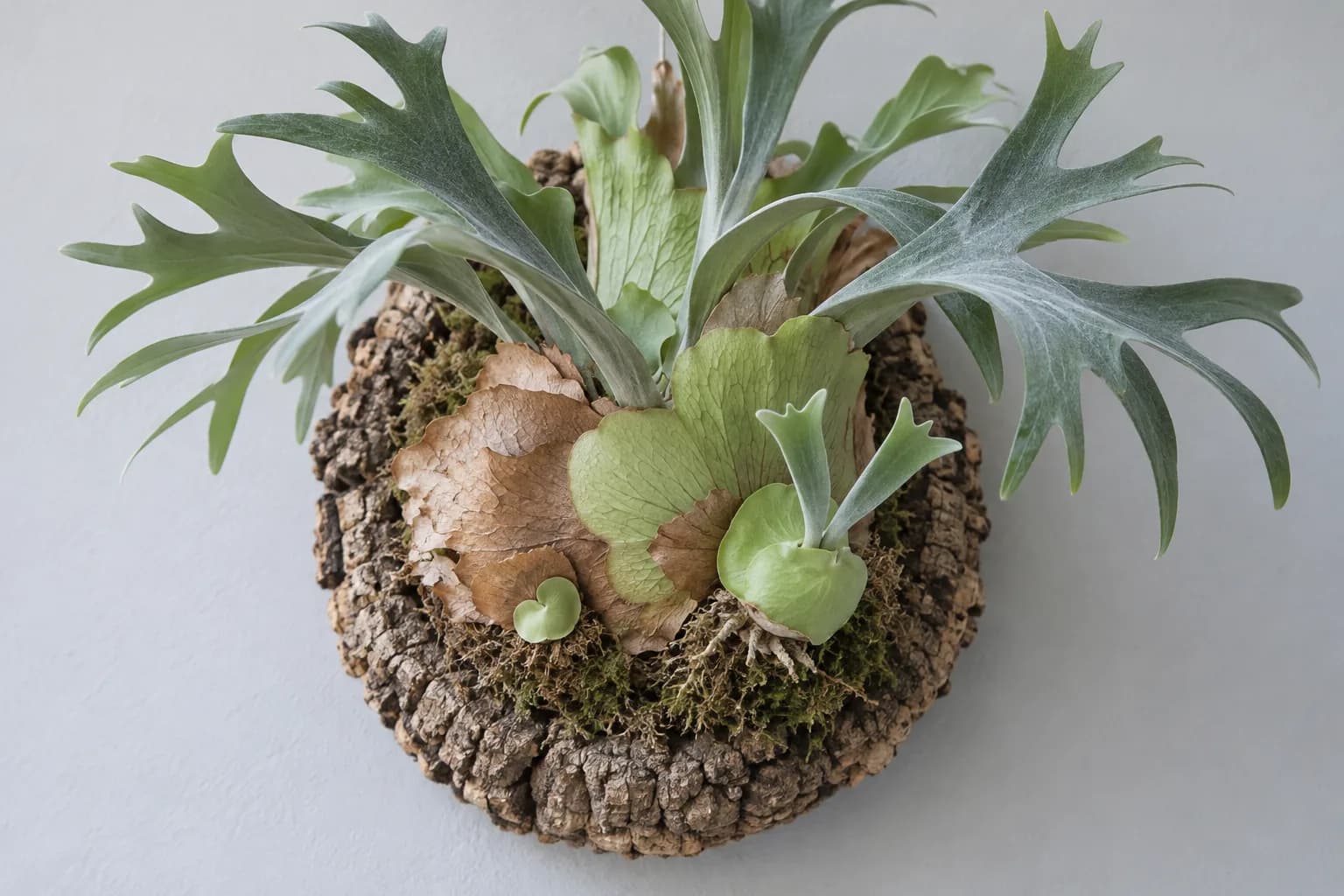 A mother staghorn fern on a round cork slab with two pups at its base: one already has its own shield frond and small forked fronds, the other is still a single tiny round leaf.