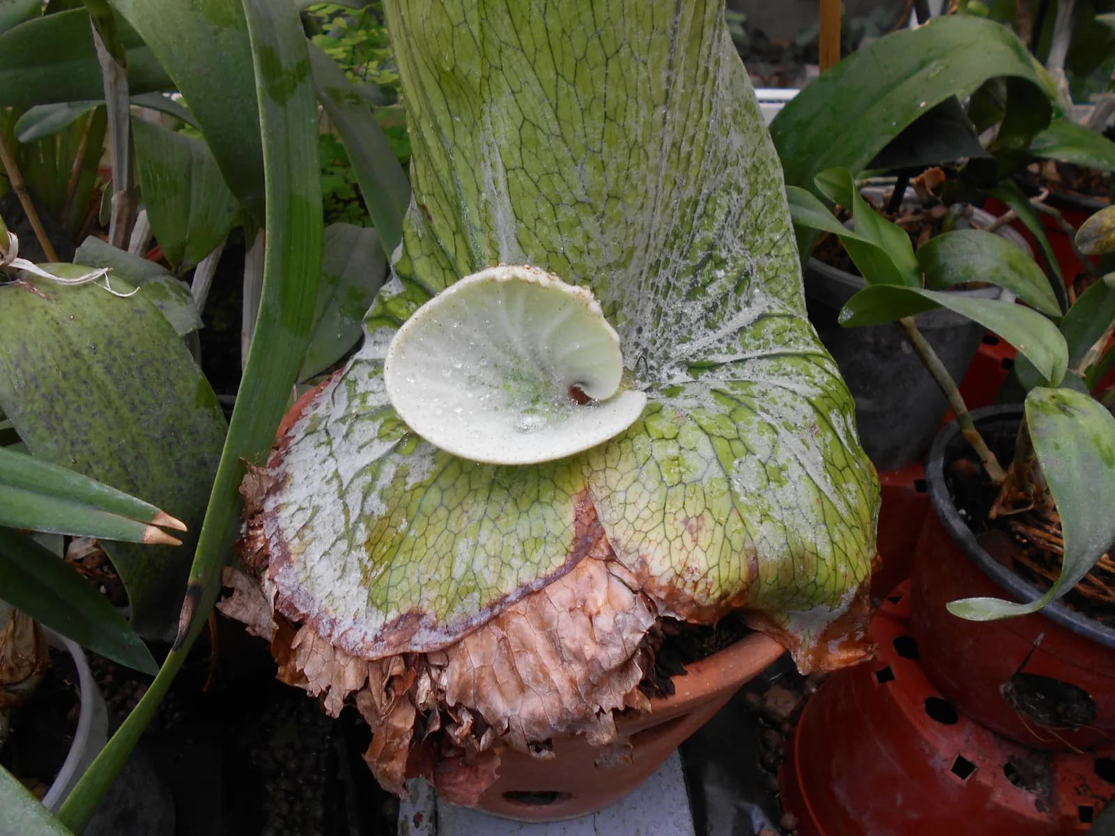 ルブリン植物園の温室のビカクシダ:外側の古い貯水葉は褐色に枯れ、中央の新しい貯水葉は緑のまま。病気ではなく正常な老化