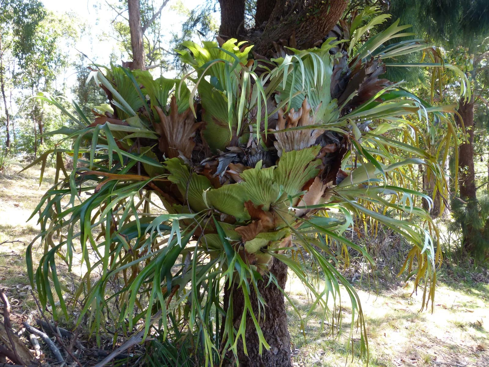 A clustered colony of Platycerium bifurcatum on a trunk: several growing points share one mass of medium, shield fronds overlapping, the state where you have to decide where to divide