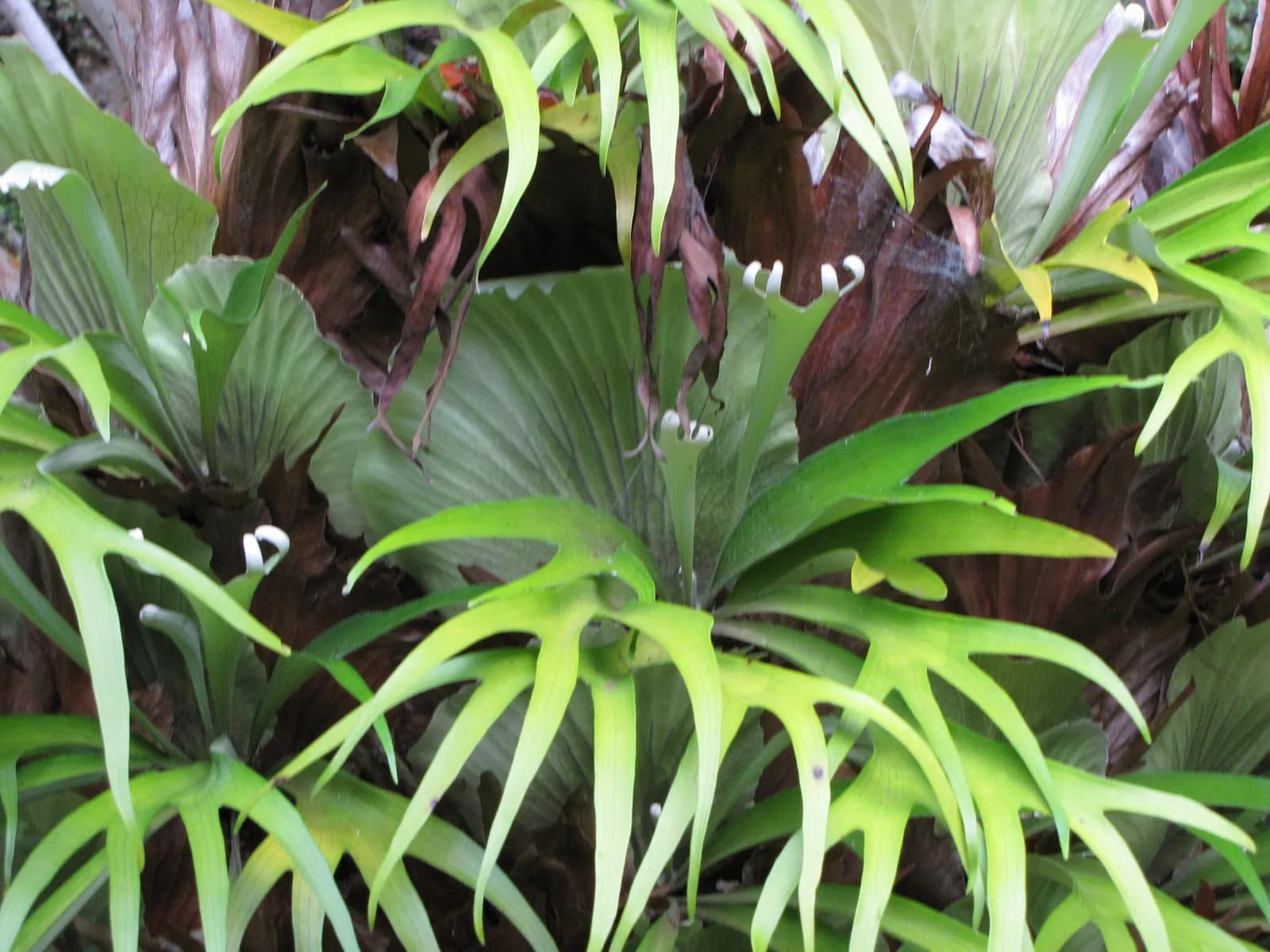 Platycerium bifurcatum in a botanical garden: the outermost older fertile fronds have browned and dried at the tips while the new growth at the centre is still fully green, normal ageing rather than damage