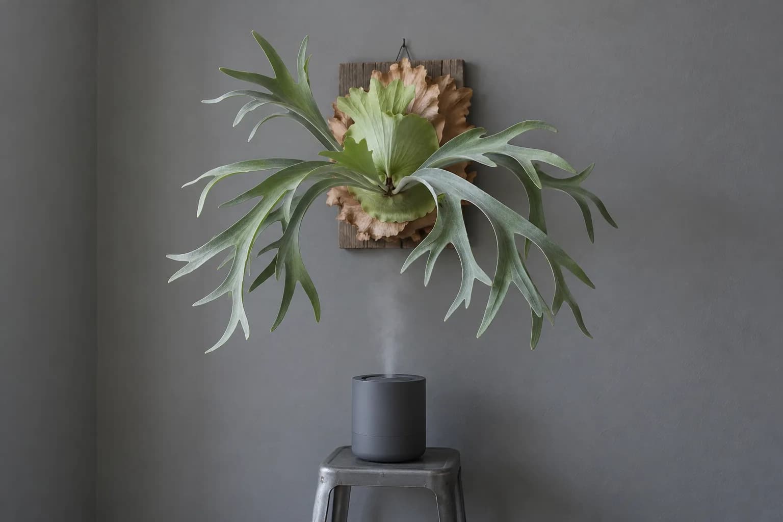 A mounted staghorn fern on a grey wall, with a small humidifier on a stool below sending up a thin plume of mist.