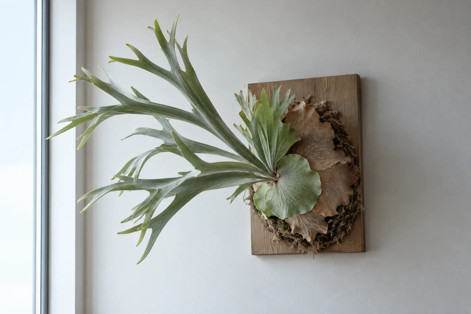 A mounted staghorn fern beside a window: every fertile frond reaches left toward the light and the other side has only shield fronds, so the plant leans toward the window.