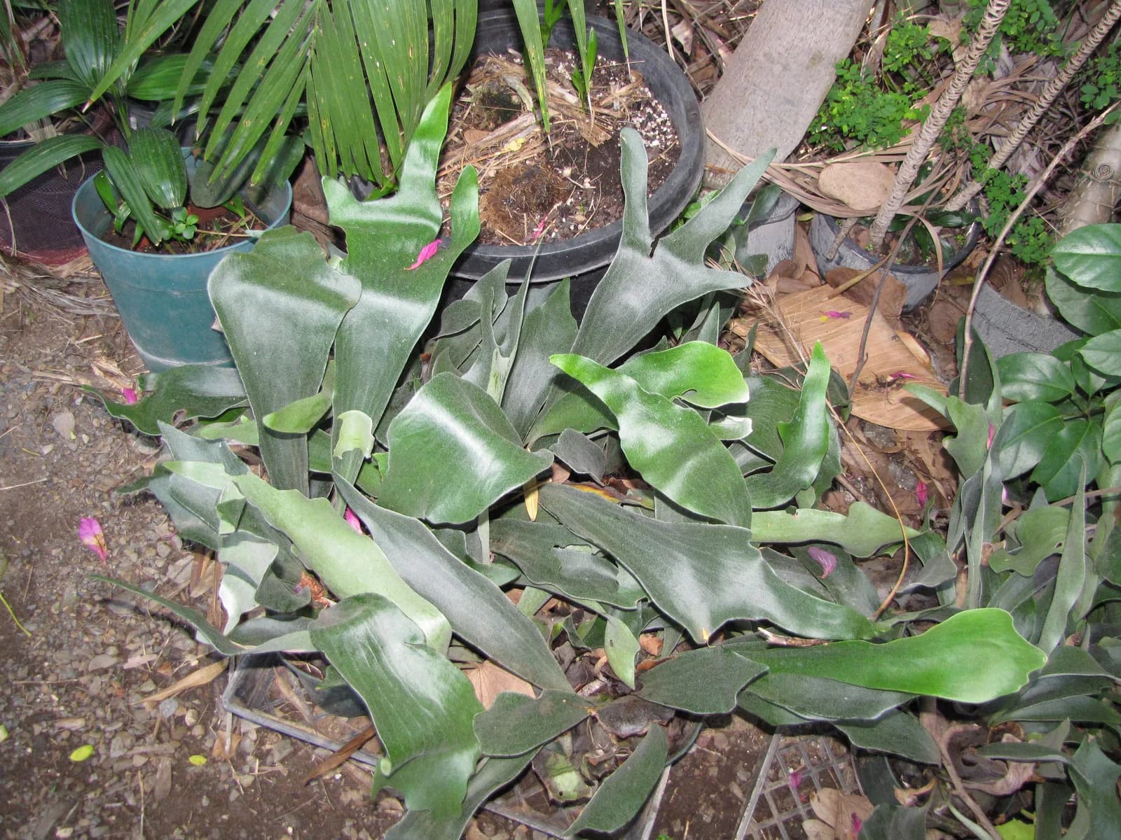 A row of young Platycerium still sharing space at a nursery, plants pressed together with fronds overlapping, the state at which a shared tray should be split