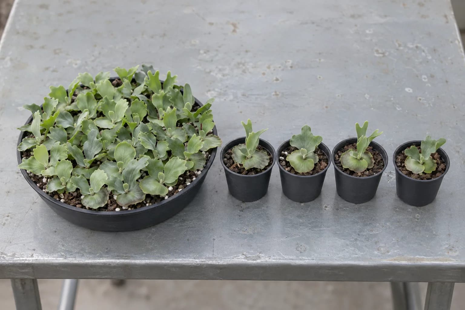 A shallow pot crowded with dozens of staghorn fern sporelings of slightly different leaf shapes, with four small pots beside it each holding one separated sporeling.