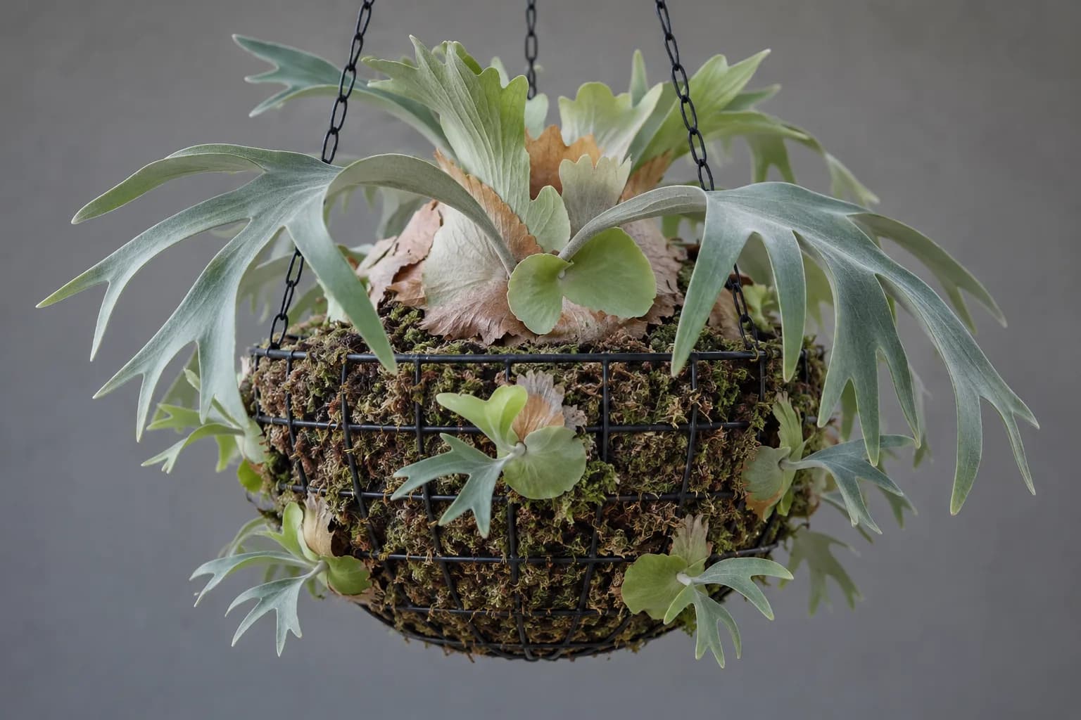 A black wire hanging basket packed with sphagnum, a mother staghorn fern crowning it and several small pups pushing out around its sides.