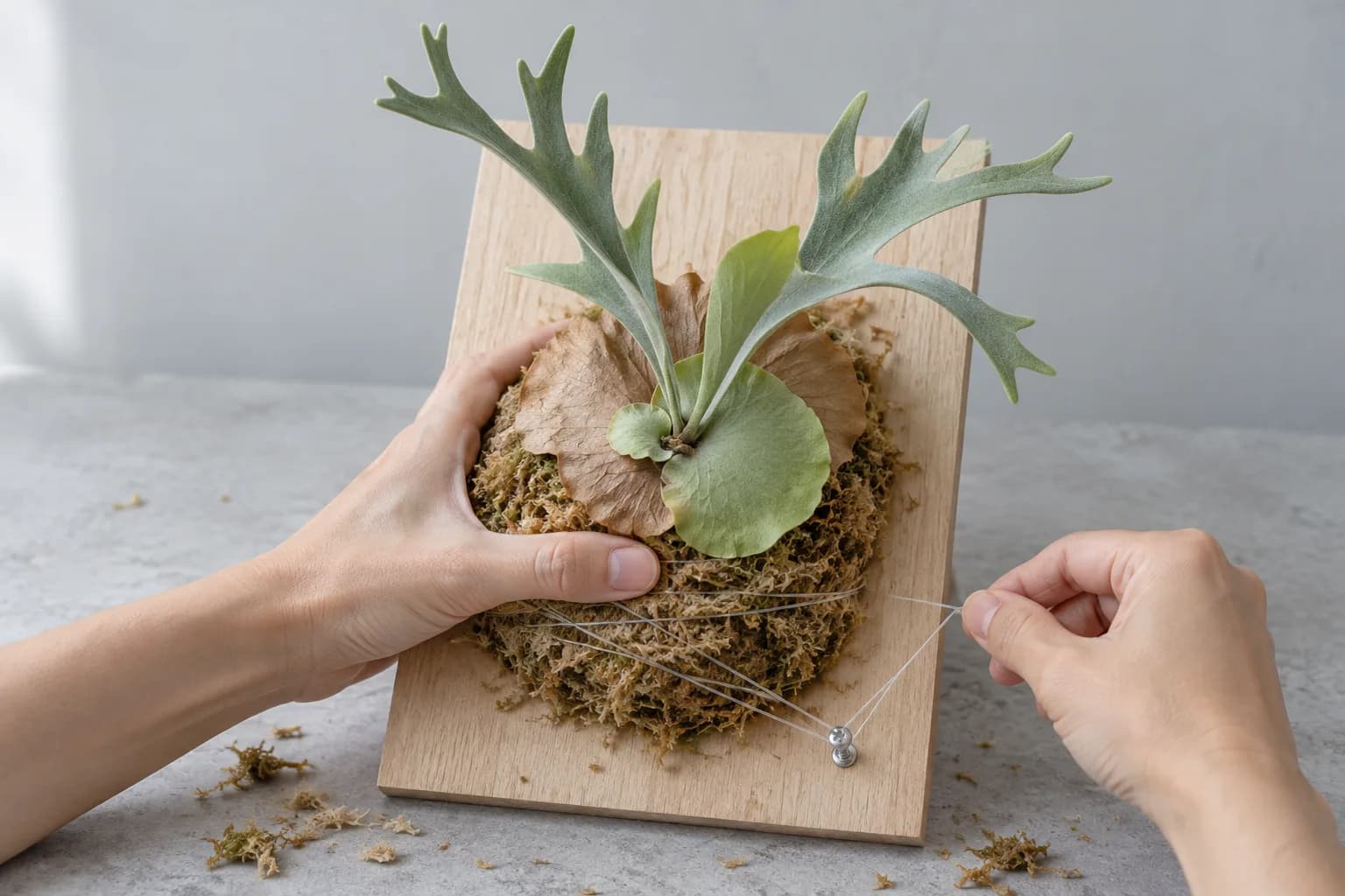 Hands press a young staghorn fern, its roots wrapped in sphagnum, onto a wooden board while drawing clear fishing line from a screw to tie it on.