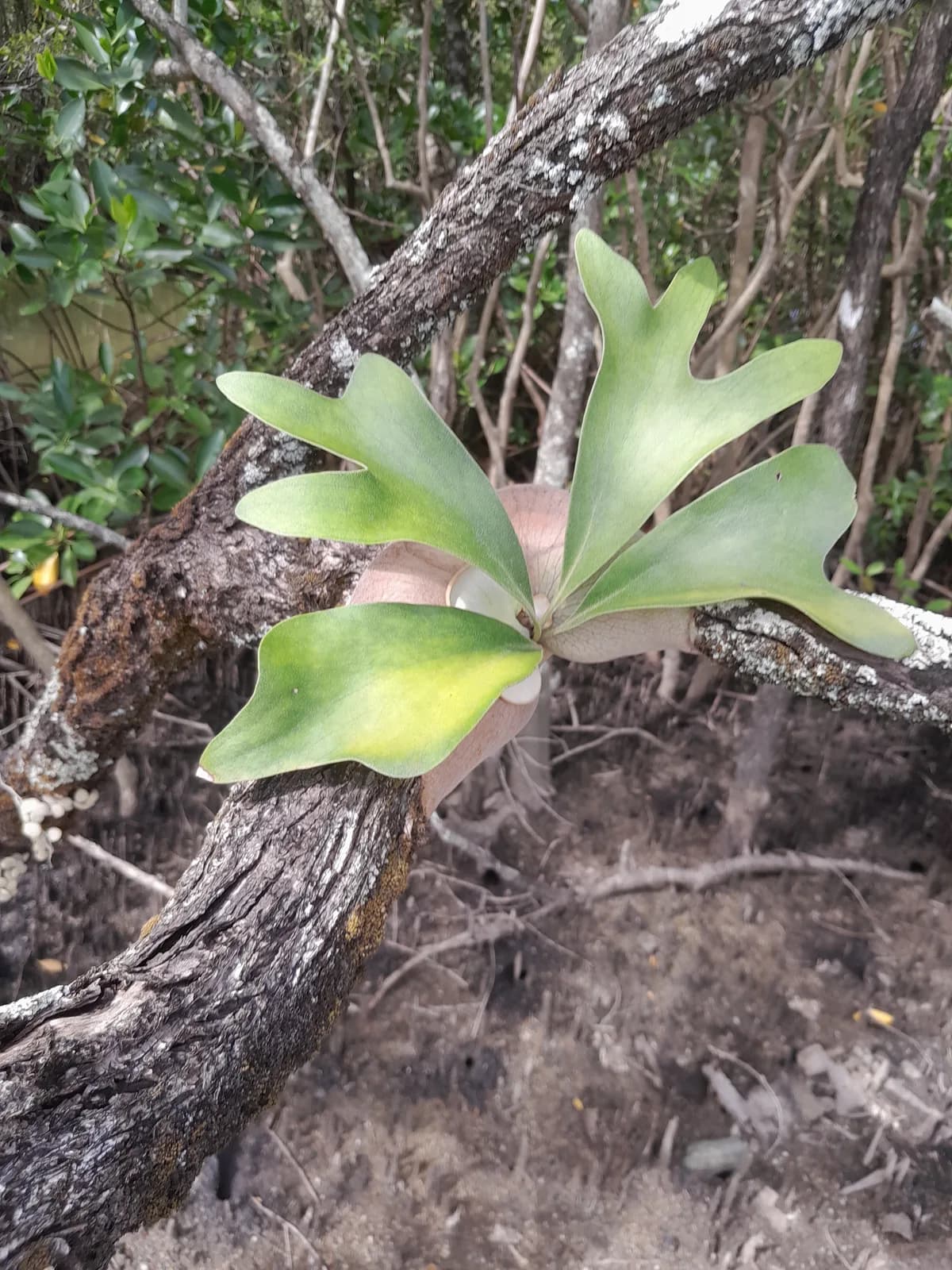 A Platycerium hillii on a fallen log: broad shield fronds spreading out and covering most of the base, the state in which a newly formed pup is most easily buried