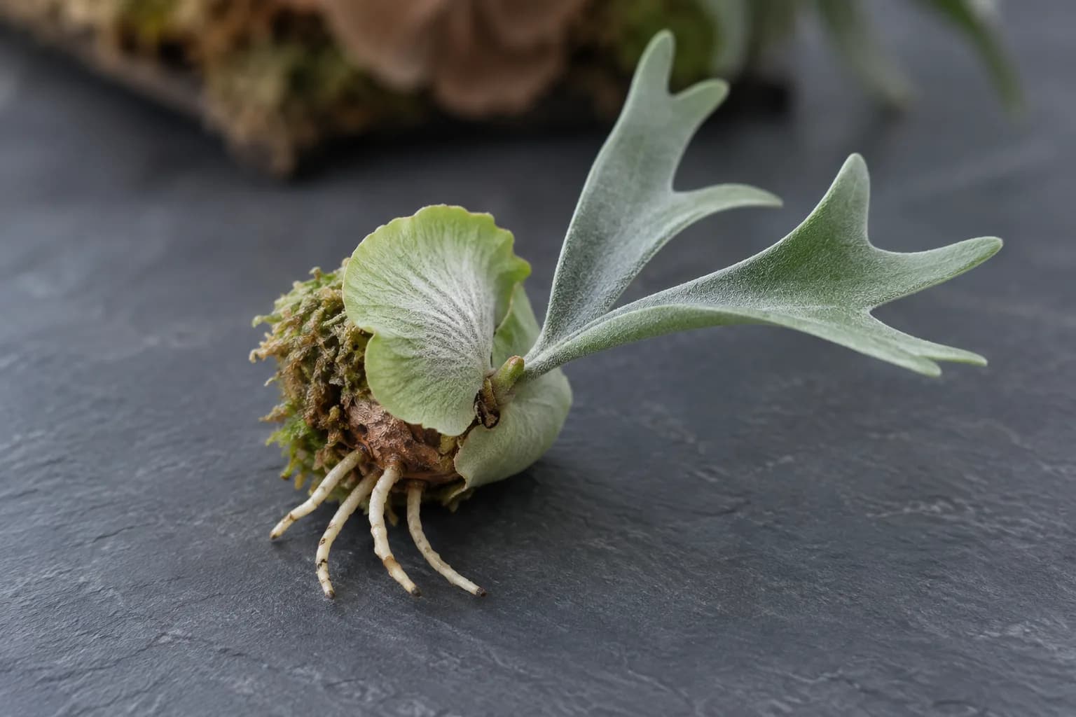 A staghorn fern pup just taken off its mother lies on a dark slate tile: it has its own round shield frond and forked fronds, but only four or five thin roots underneath.