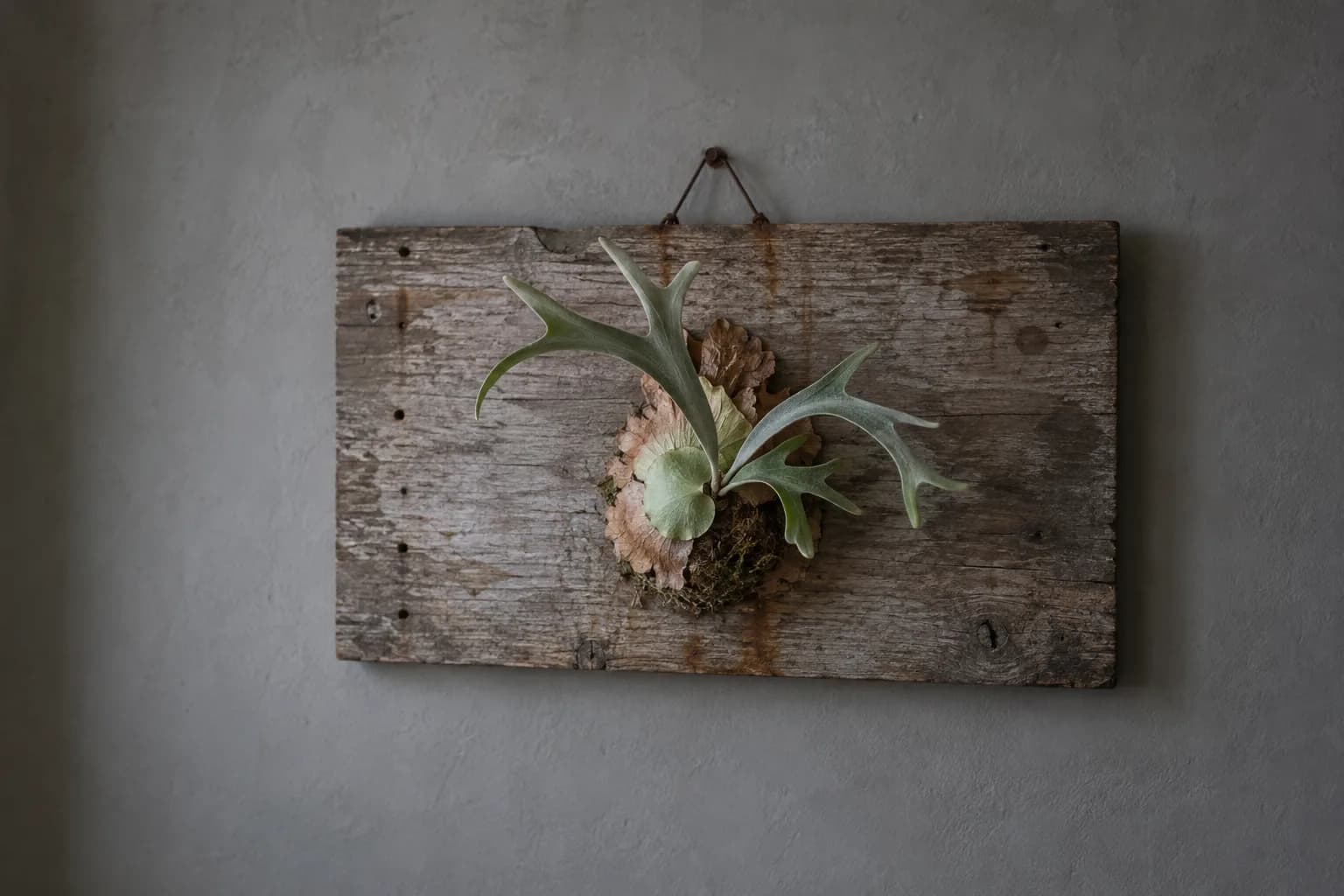 A small staghorn fern in the middle of a wide, old, weathered board on a grey wall, most of the board still bare wood with rust streaks, as if it has never grown into it.
