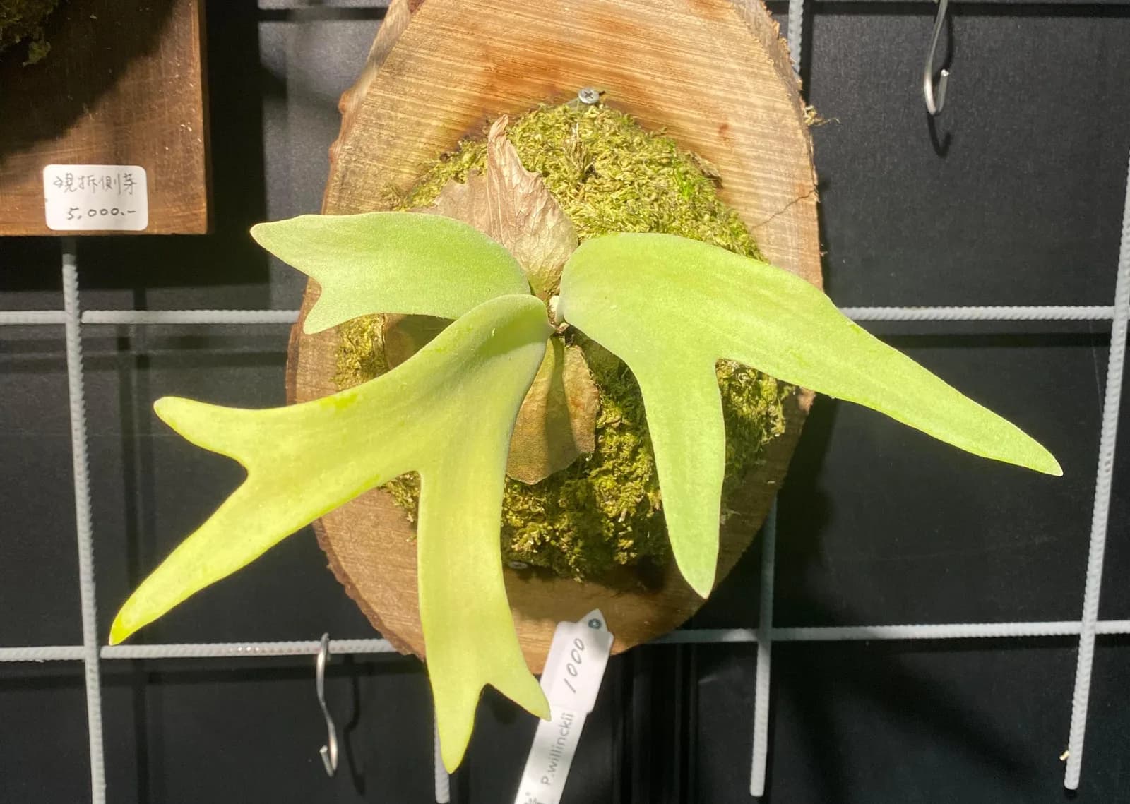 台北植物展上剛上板的長葉鹿角蕨小株:圓木板中央鋪著新鮮水苔,淺綠孢子葉向兩側伸出,掛在展示架上