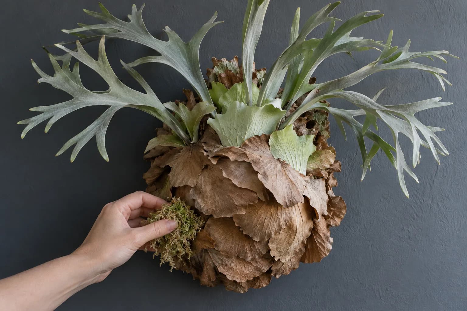 An old staghorn fern whose layered shield fronds have engulfed its board hangs on a dark grey wall; a hand tucks fresh sphagnum into a gap at the lower edge, topping up without taking it down.