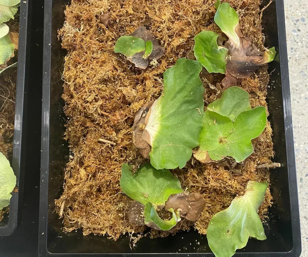 A tray of divided Platycerium elephantotis pups at a Taipei plant show, the young plants laid out on sphagnum to root