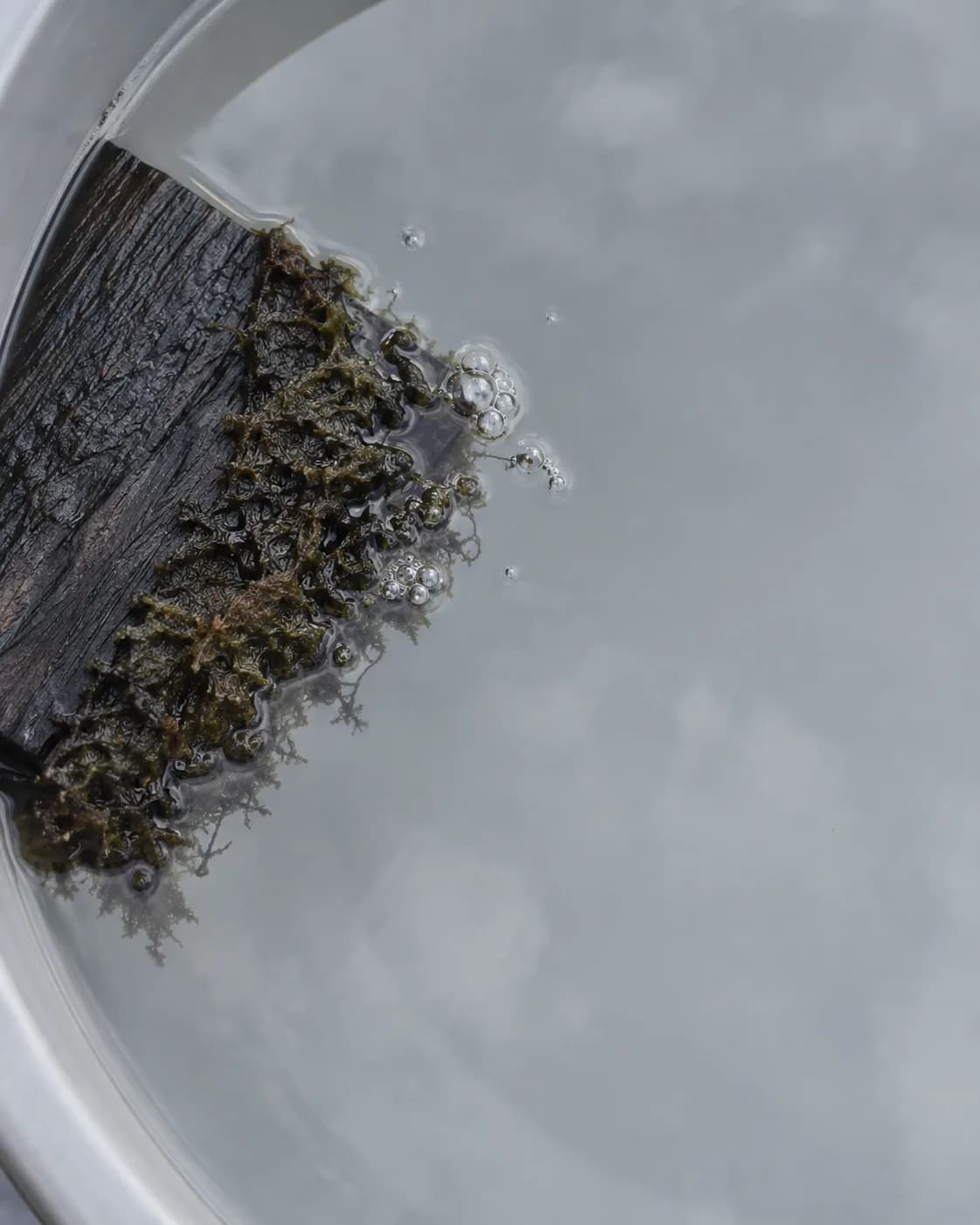 Looking down into a pale grey basin of clear water: the corner of a dark, wet board with an edge of sphagnum lies submerged, and small bubbles rise from the moss to gather at the surface.