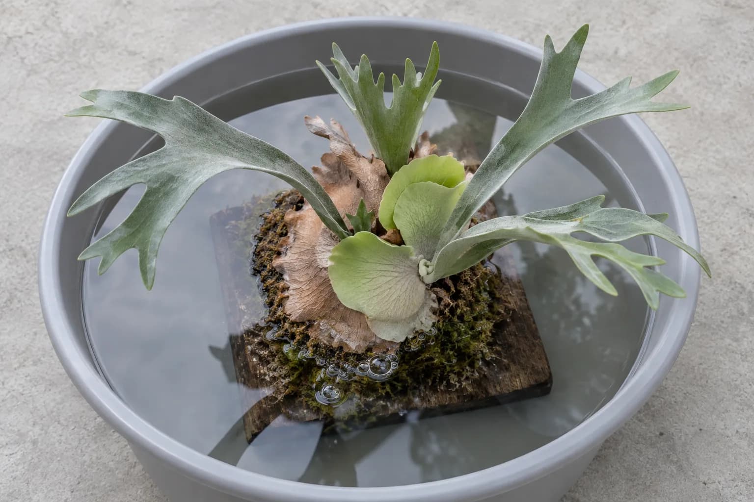 A mounted staghorn fern soaking, board and all, in a grey tub of water, small bubbles rising from the moss.