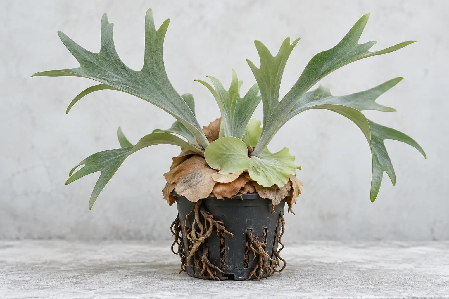 A young staghorn fern that has outgrown its small black pot: shield fronds spill over the rim and roots push out through the side slits, a sign it is ready to mount.