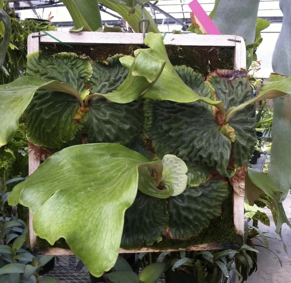 A mounted Platycerium madagascariense in a greenhouse: its shield fronds covered in a waffle-like relief, broad green fertile fronds rising from the centre.