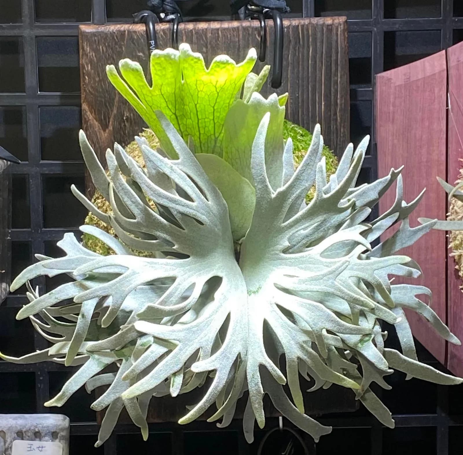 A mounted Jade Girl seen head-on: repeatedly forked fertile fronds taper to fine tips and radiate outward under a dense coat of silver-white hairs, with one backlit new shield frond glowing yellow-green behind it, on a dark wooden board packed with sphagnum.